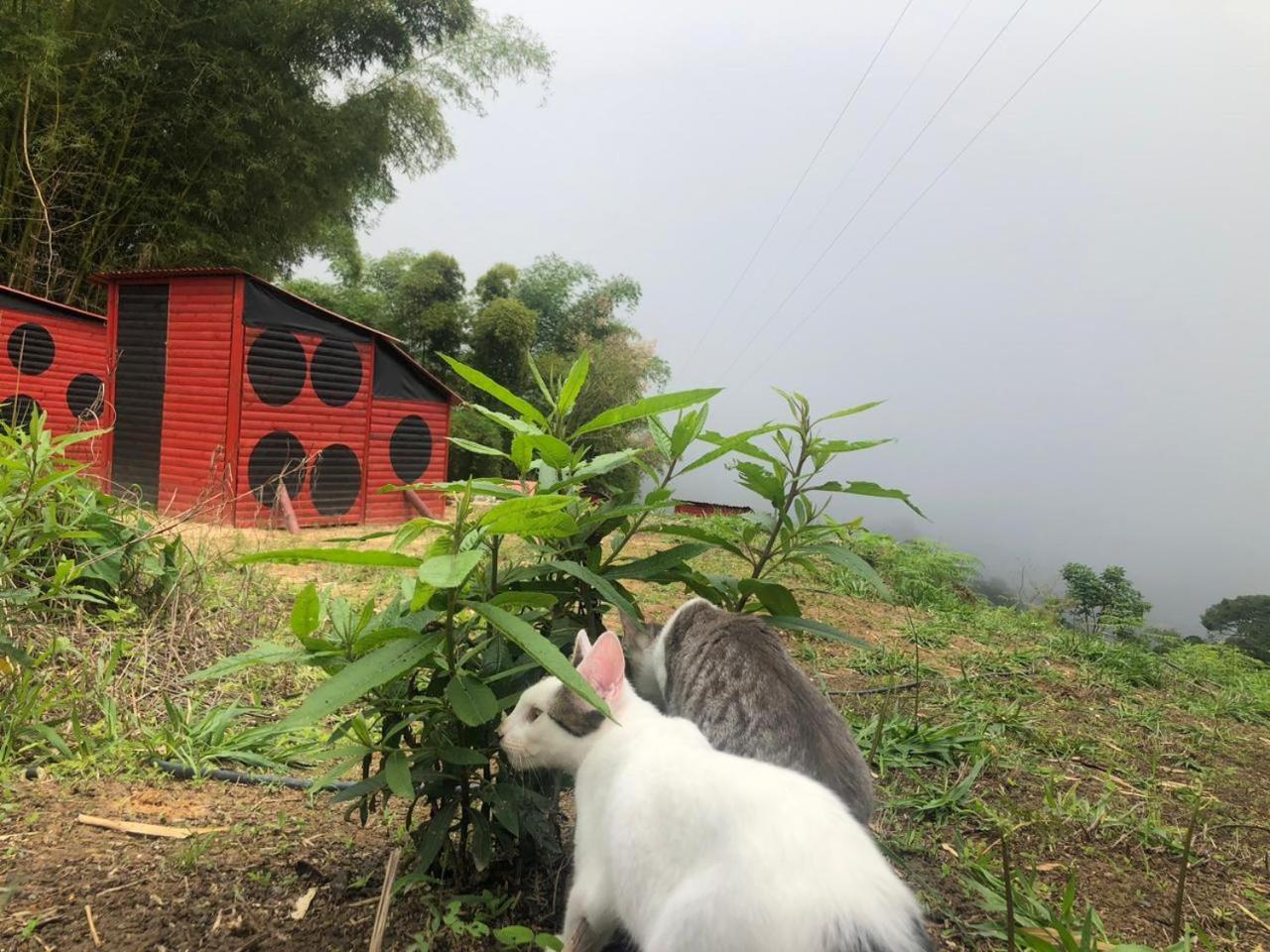 Farm stay Miradores Del Oso Perezoso